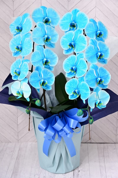 爽快な印象のマリンブルー胡蝶蘭大輪の２本立て